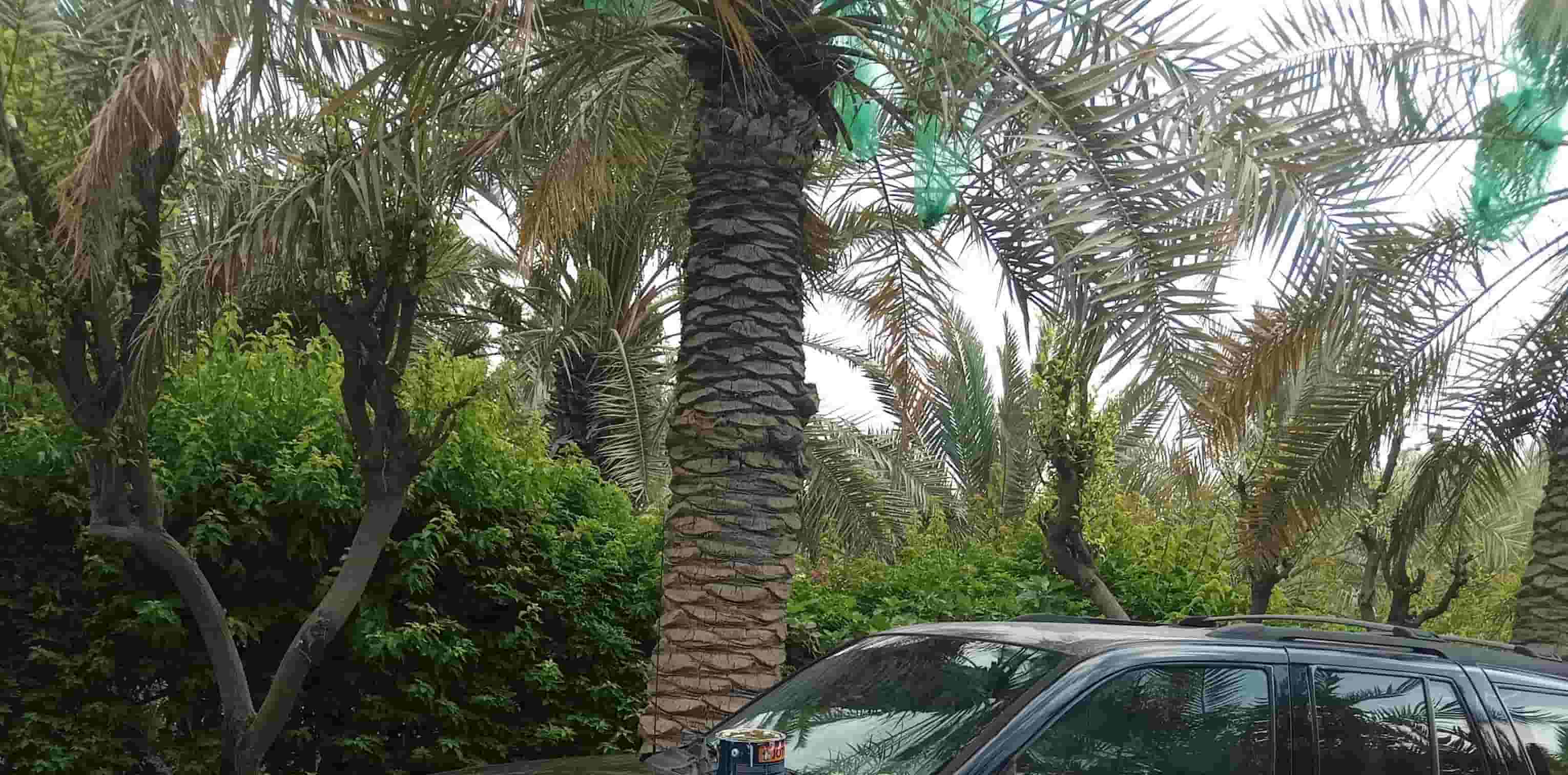 تنسيق مشاتل وحدائق