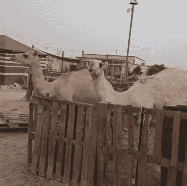 For sale camel 