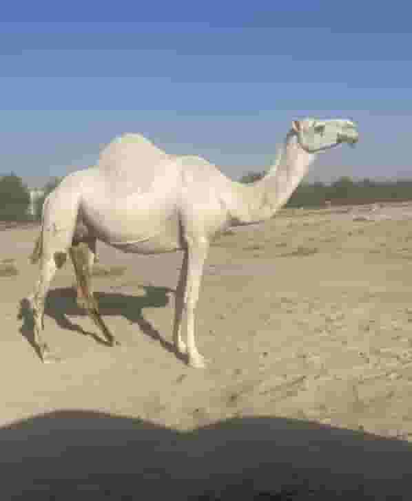 A camel for sale 