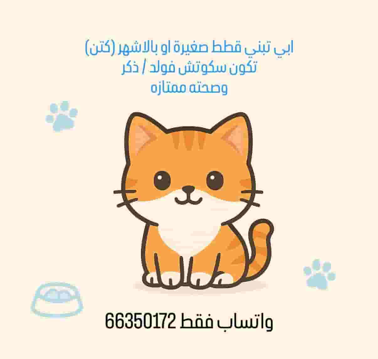 Cats are required to adopt a male Scotchfold