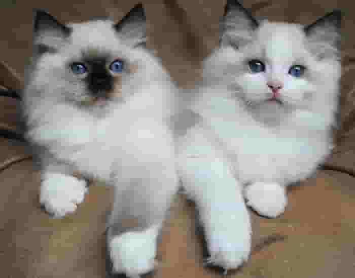 Persian male ragdoll cats