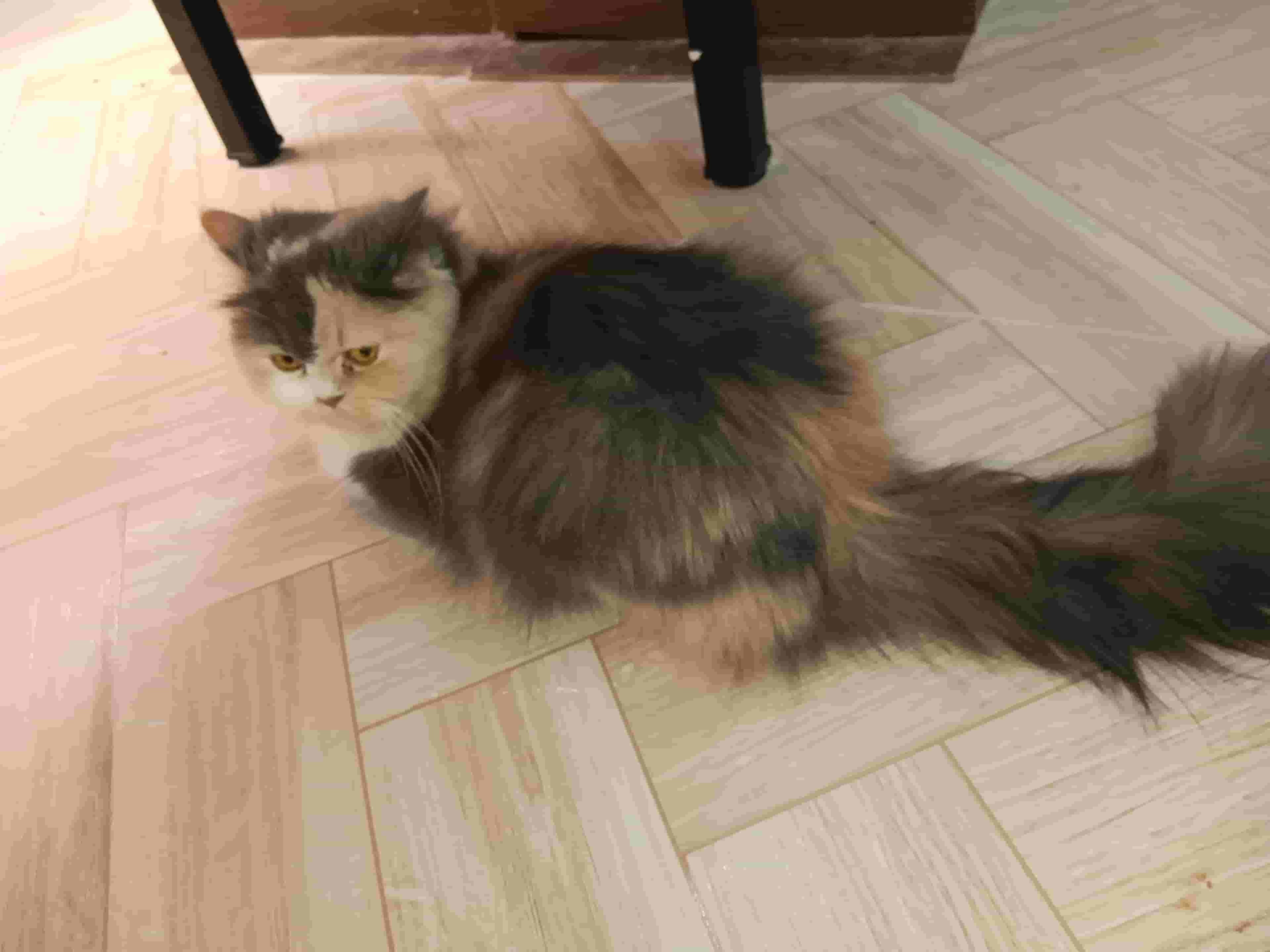 Cats for adoption