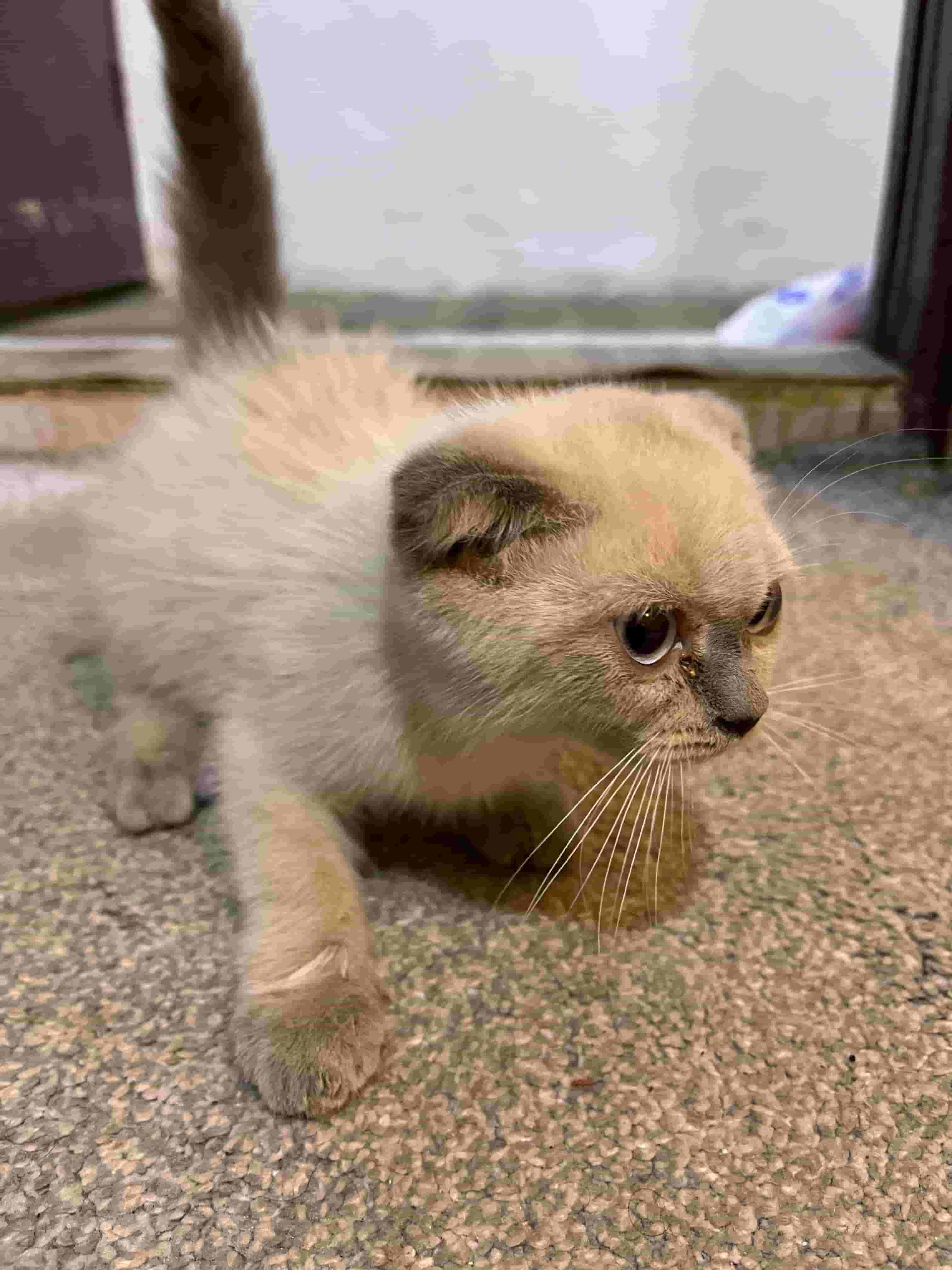 For sale a small Scotch Fold cat 