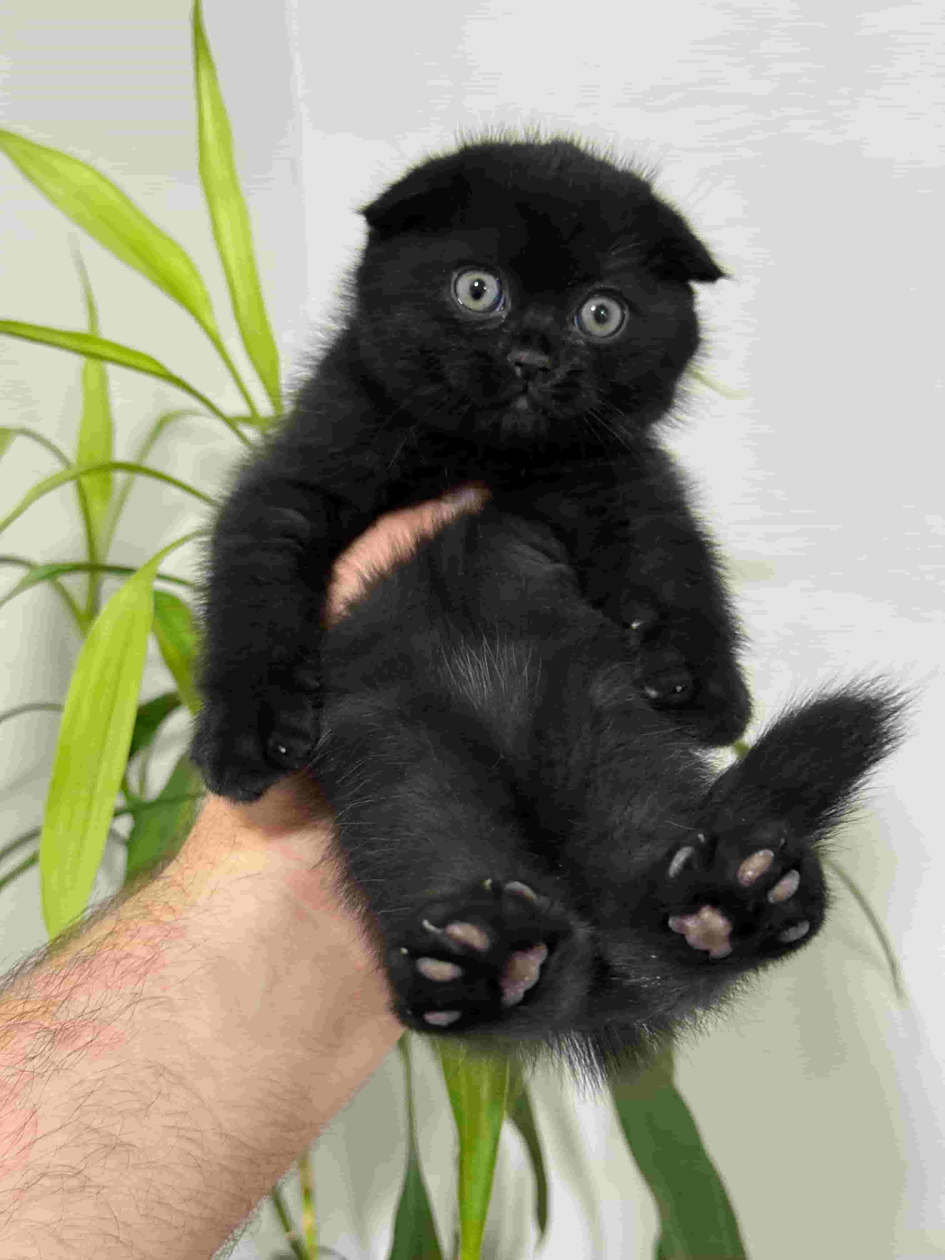 Kitten Scotch Triple Fold Pure