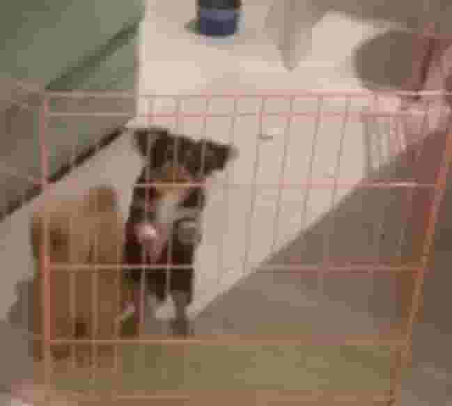 2 كلاب للبيع 