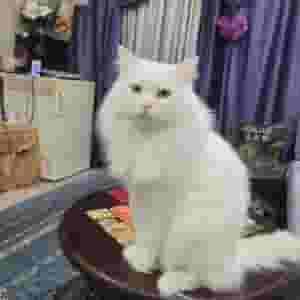 ذكر شيرازي للتزاوج