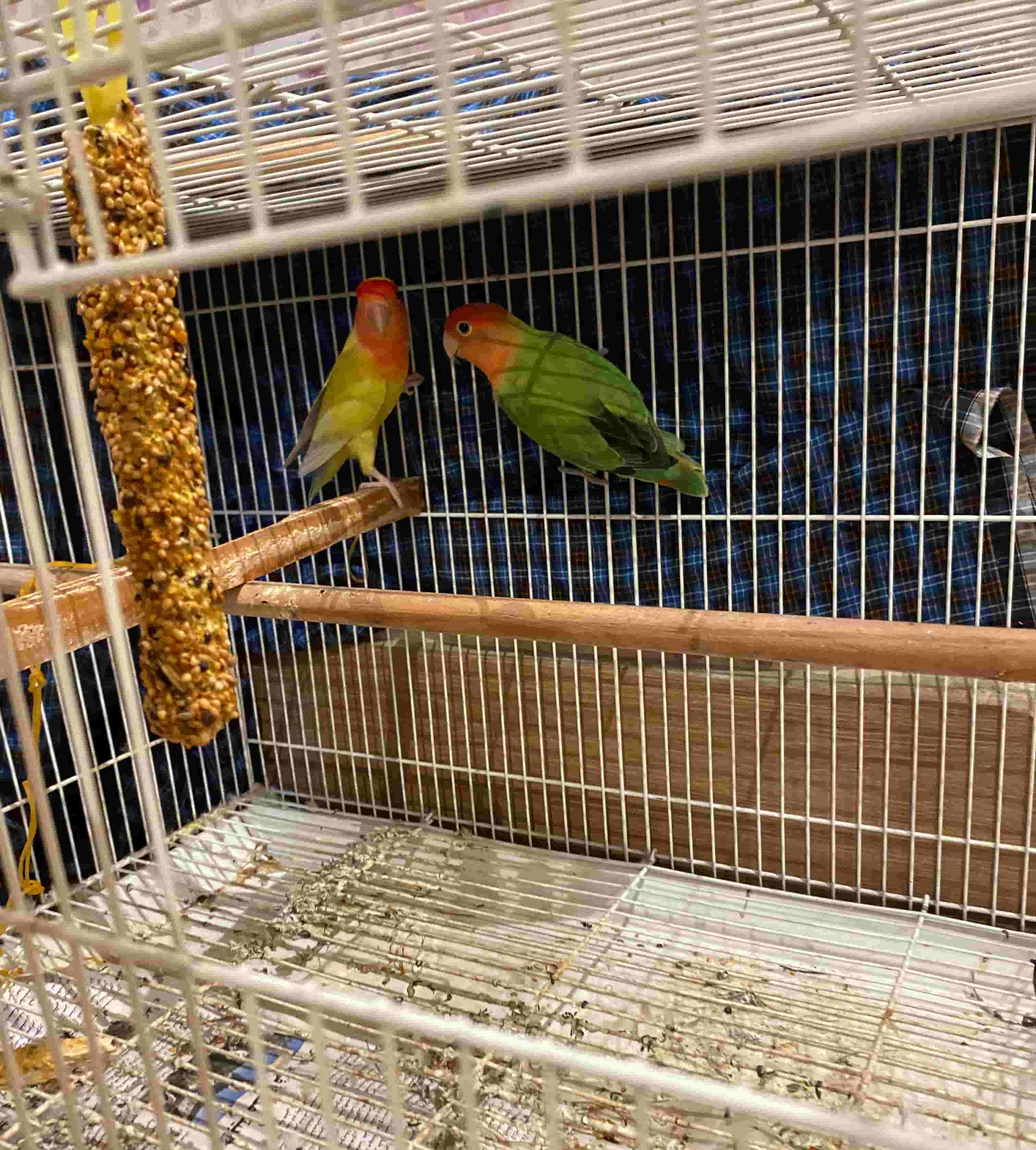  اثنين من طيور الحب