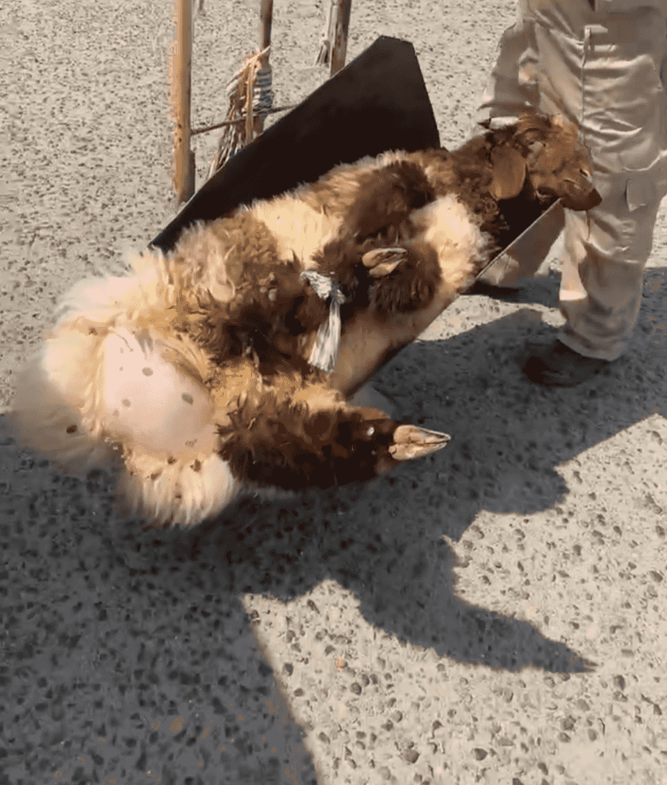 ذبايح للبيع 