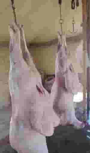 جزار خدمه 24 ساعه