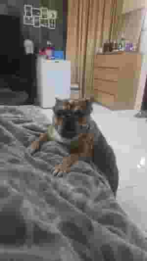 French Bulldog for sale