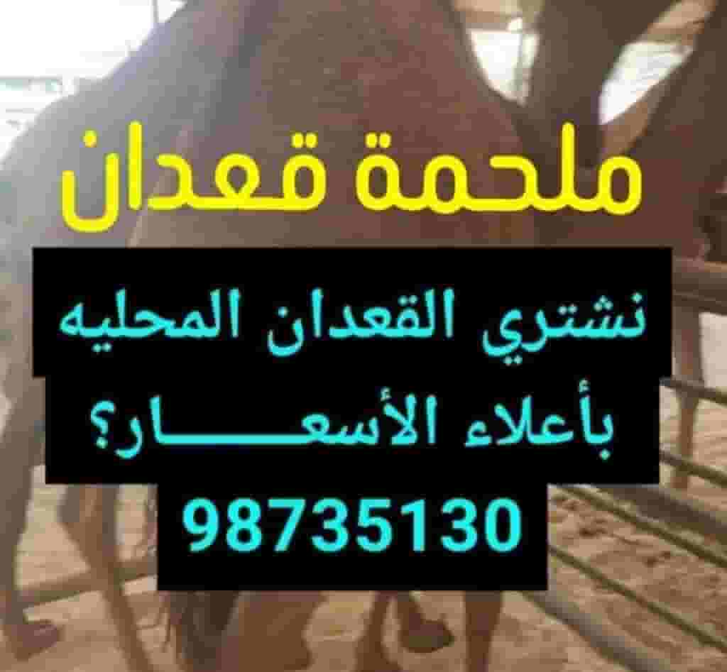 For sale,  local camels in Kuwait