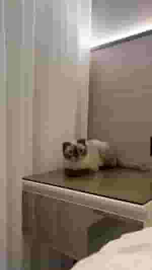 Himalayan Scotchfold cat