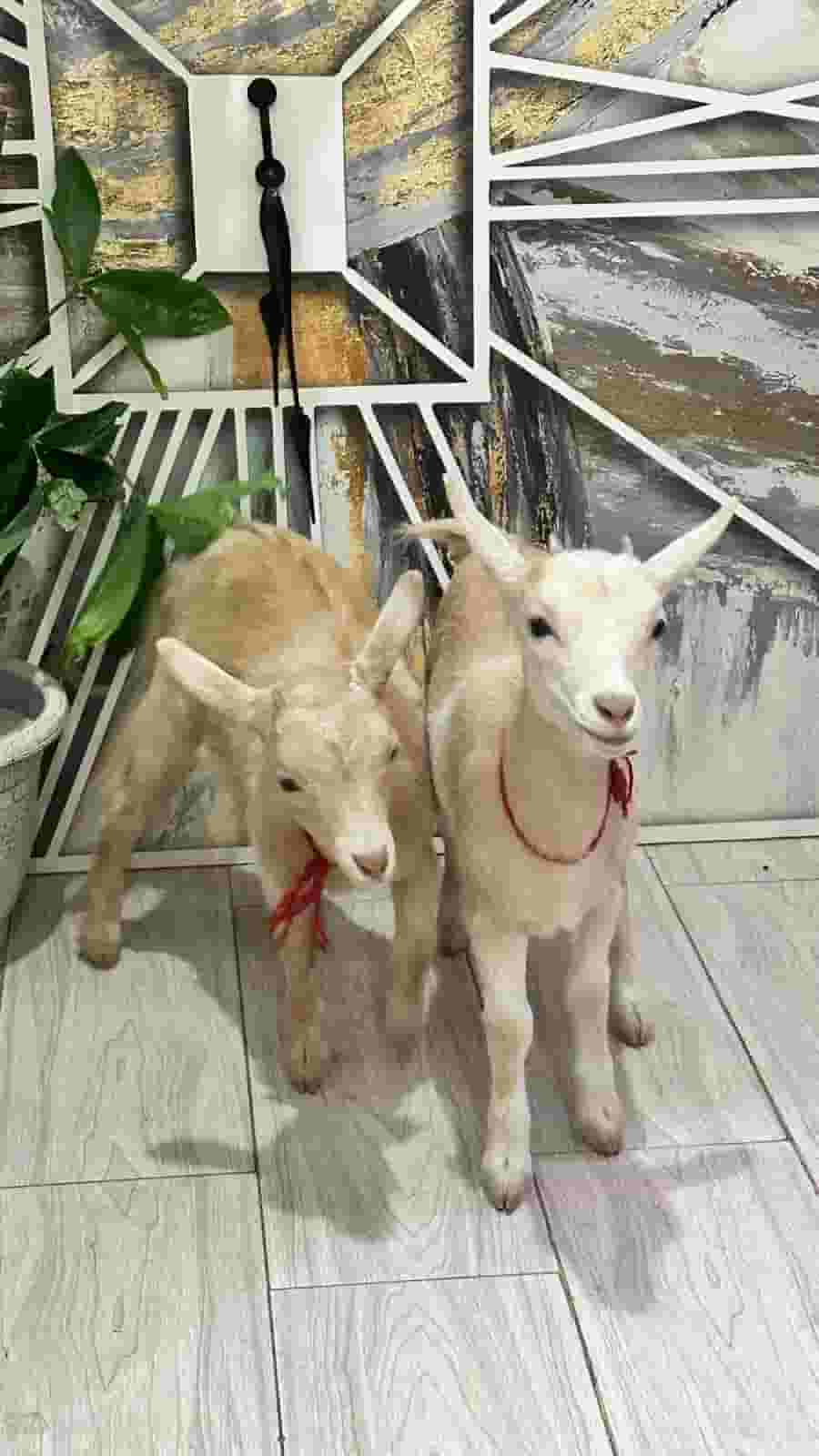 2 women (Jafra) who are 3 months old