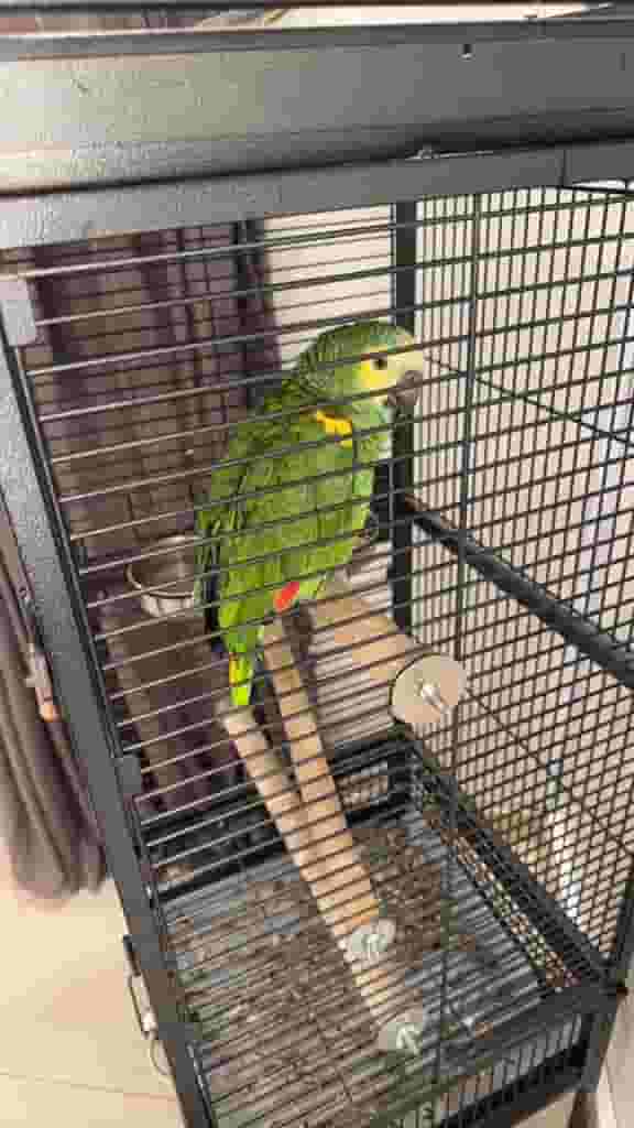 Amazon parrot