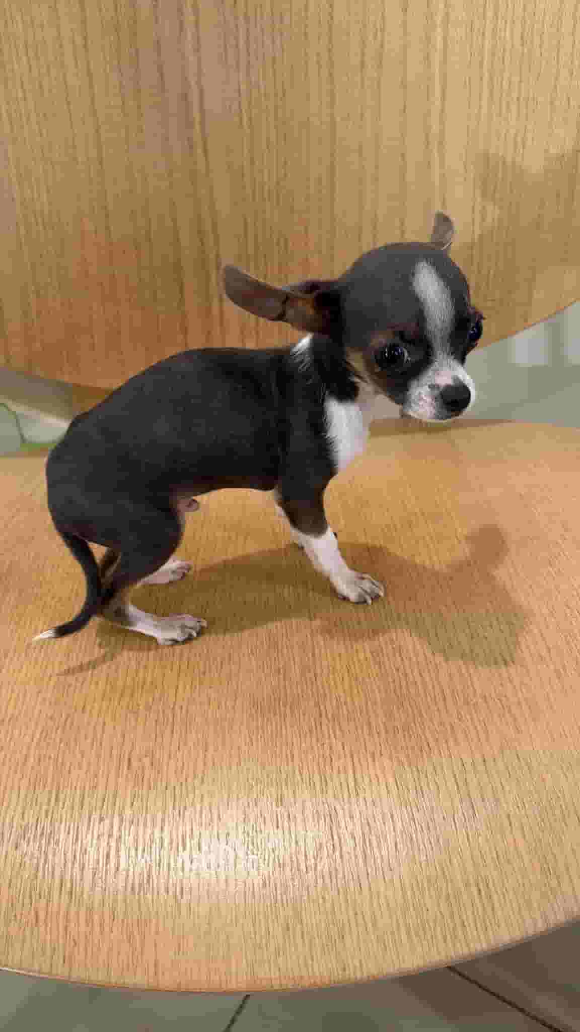 Chihuahua T-Cab