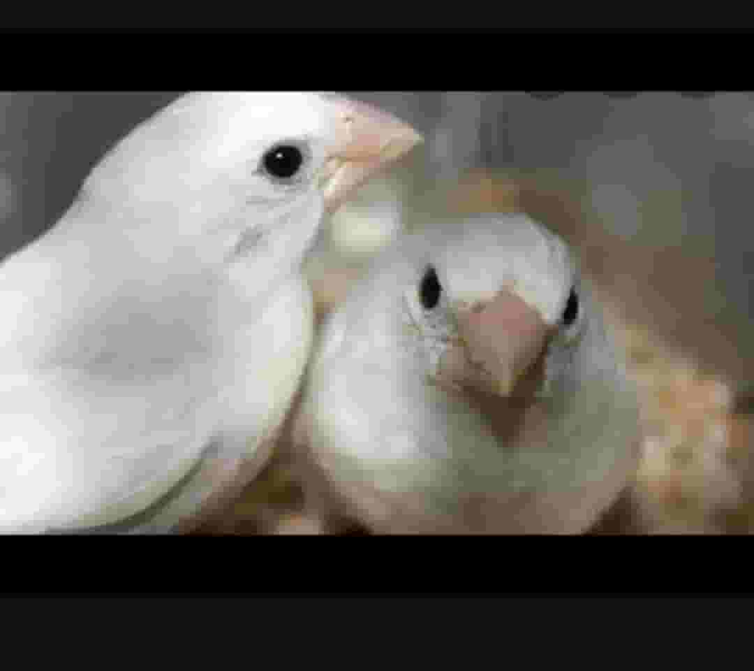 For sale 8 Bengali birds - Bengali finch