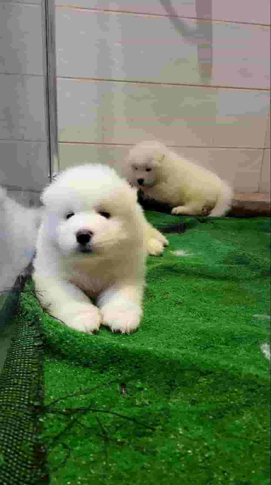 Jarawi Samoyed is 80 days old Jarawi Samoyed is 80 days old