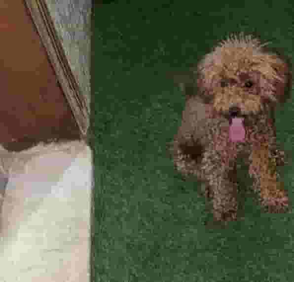Toy Poodle Toy Poodle