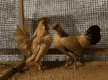 Best birds at special prices Best birds at special prices