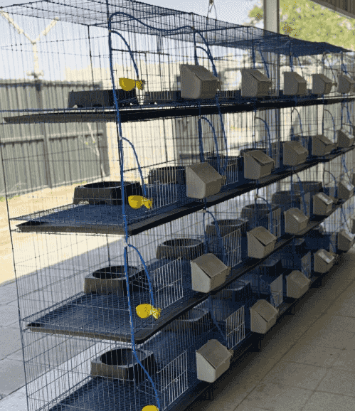 Pigeon baskets Pigeon baskets