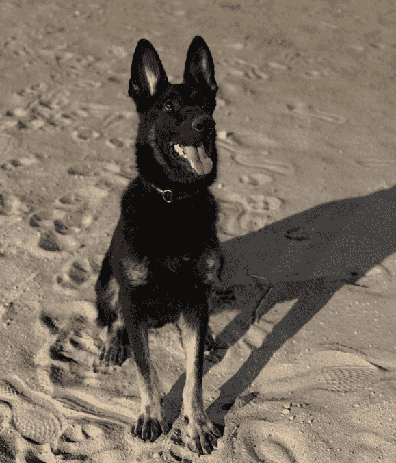 German Shepherd for sale German Shepherd for sale