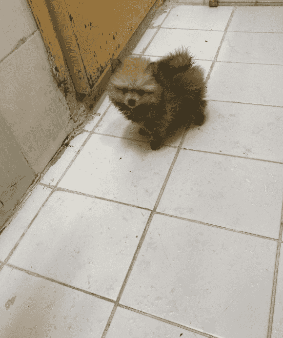 For sale on Pomeranian For sale on Pomeranian