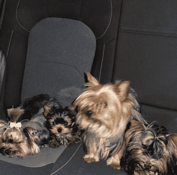 Yorkshire Terrier puppy Yorkshire Terrier puppy