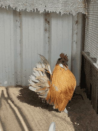 Old Arabian chicken Old Arabian chicken