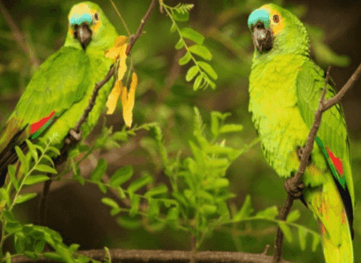 Yuz Bluefronted Yuz Bluefronted