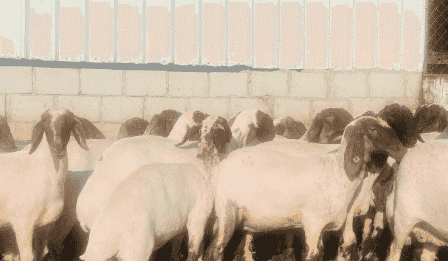 Sheep barber and nail clipper Sheep barber and nail clipper