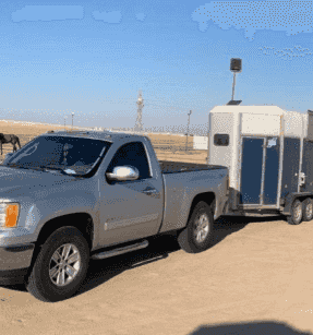 Horse transportation in all areas of Kuwait Horse transportation in all areas of Kuwait