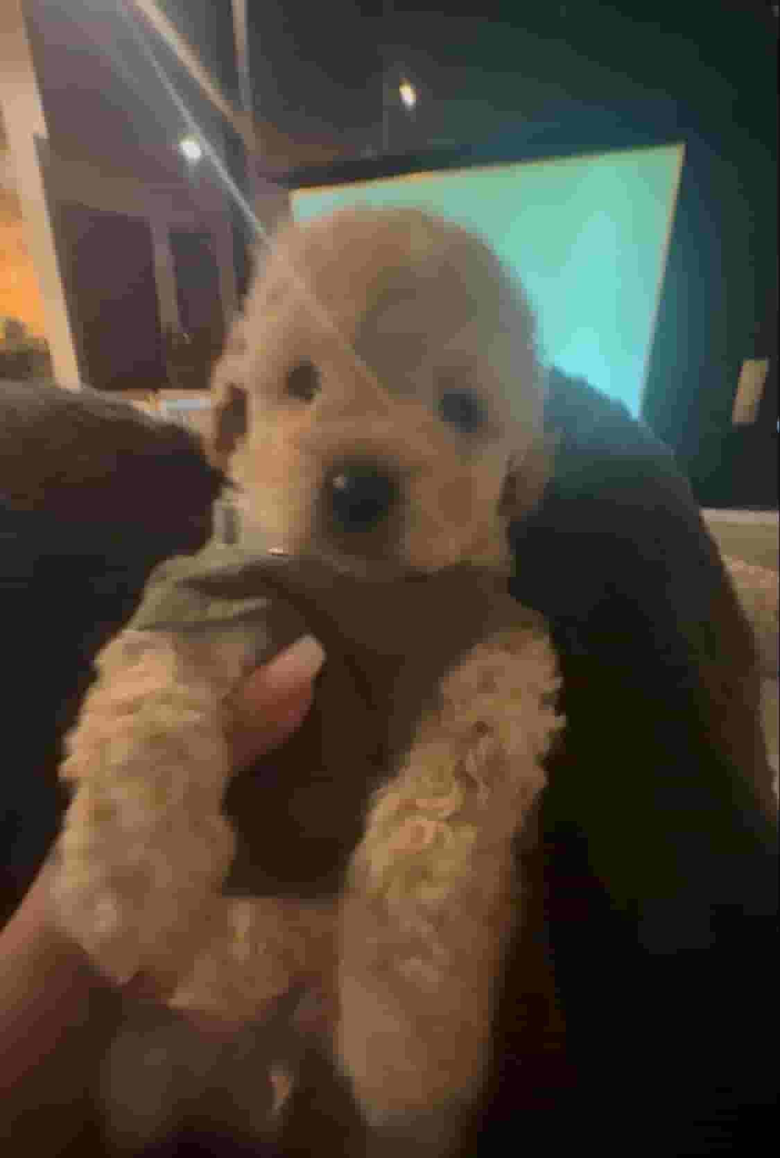 Pure poodle dog is in excellent health Pure poodle dog is in excellent health
