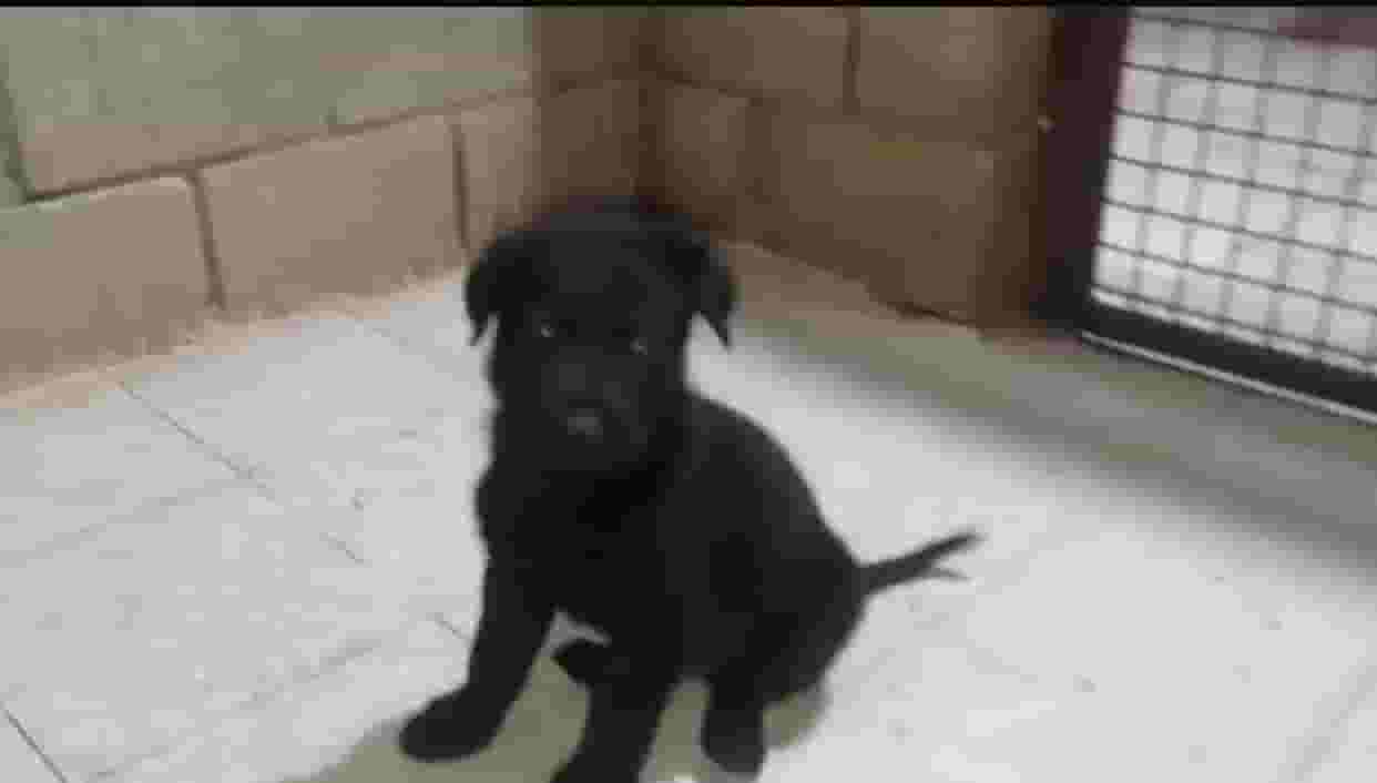 Black Jack Workline is one month old for sale Black Jack Workline is one month old for sale