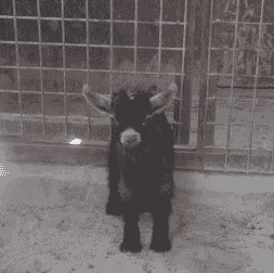 For sale, goat Jicky is playful For sale, goat Jicky is playful
