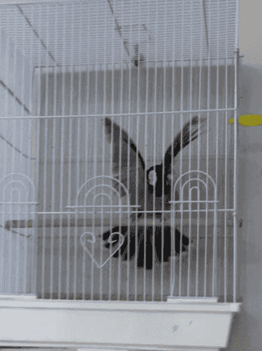 Iraqi bulbul for sale Iraqi bulbul for sale
