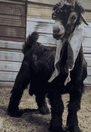 Arbash's goat is good Arbash's goat is good