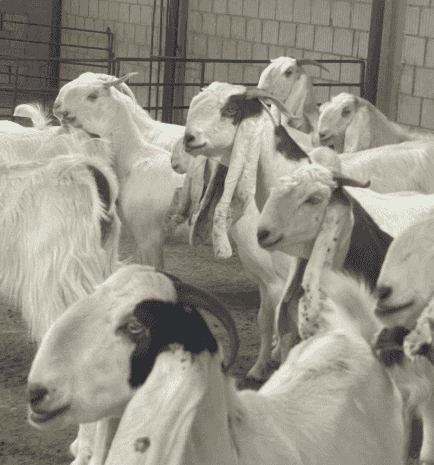Darayeb goat for sale Darayeb goat for sale