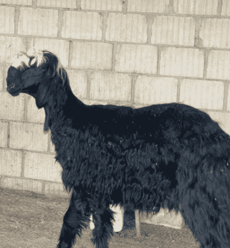 For sale Talyan For sale Talyan