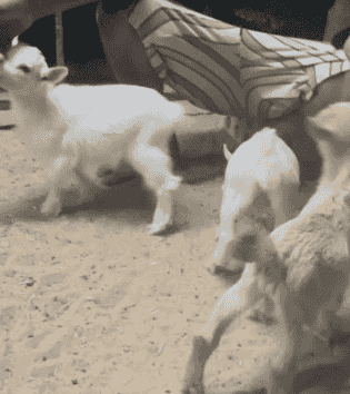 goat Jicky goat Jicky