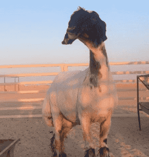 For sale,goat For sale,goat