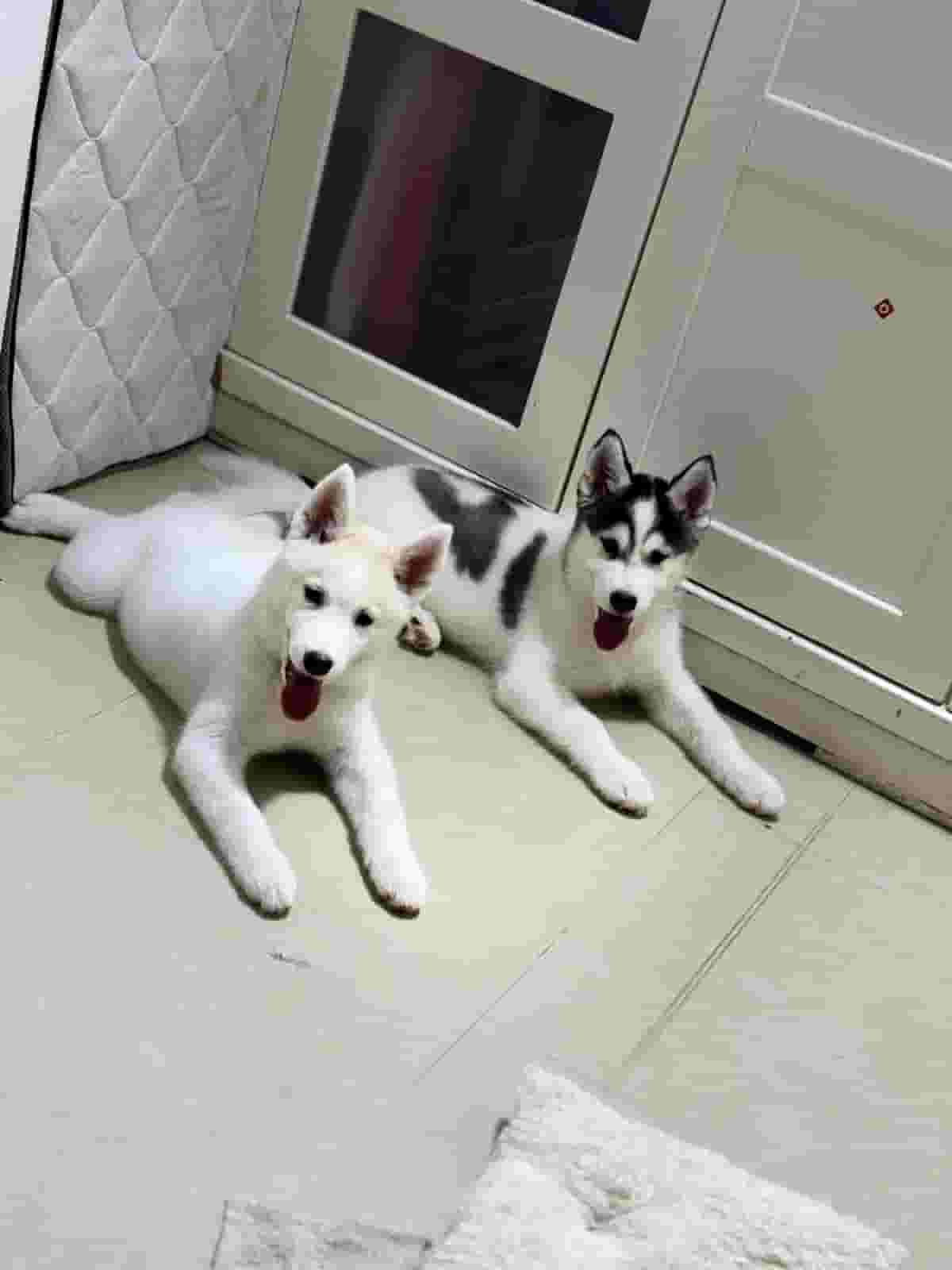 For sale male and female Husky dogs For sale male and female Husky dogs