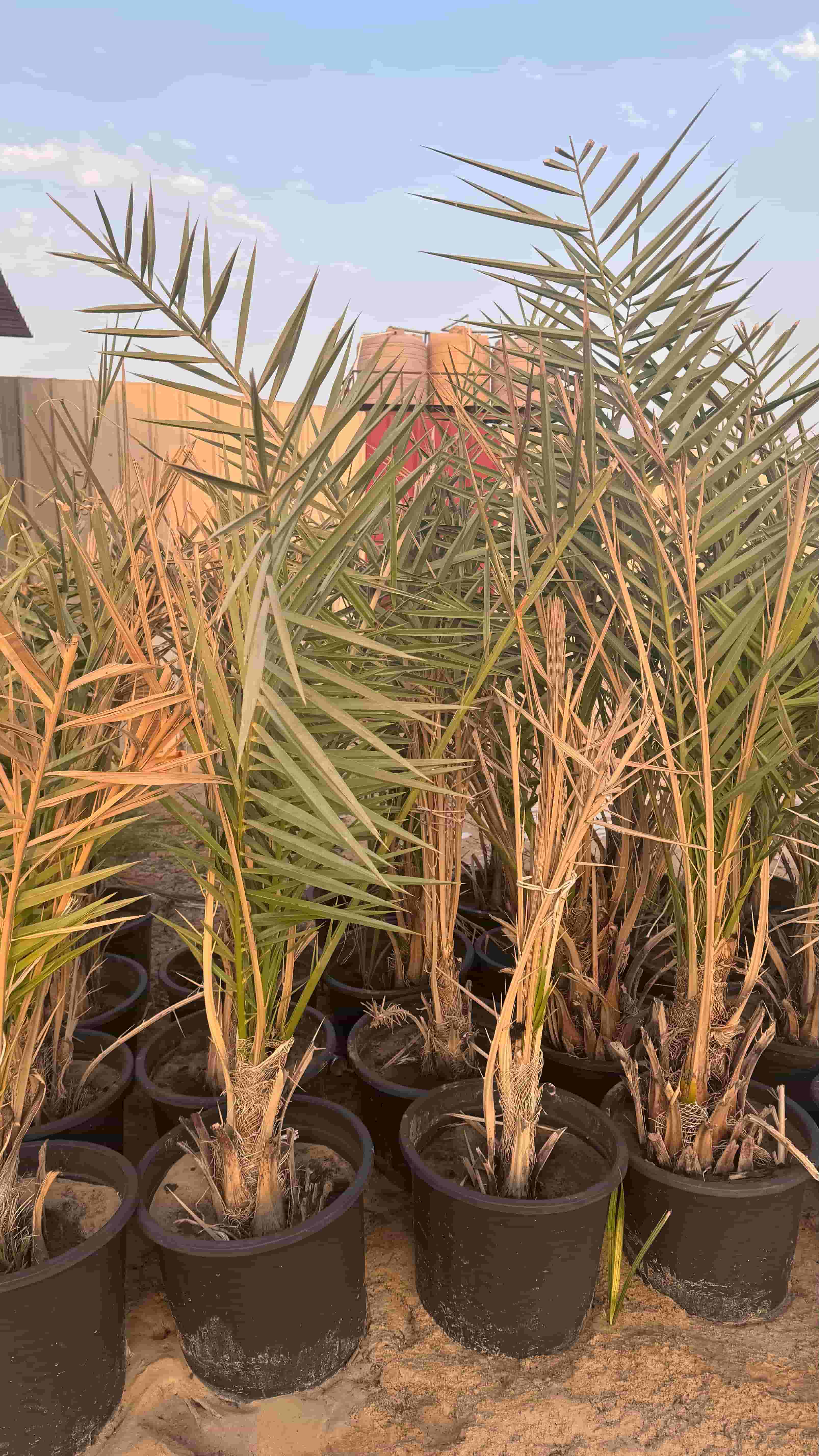 Saudi palm tree Ikhlas ready to be planted Saudi palm tree Ikhlas ready to be planted