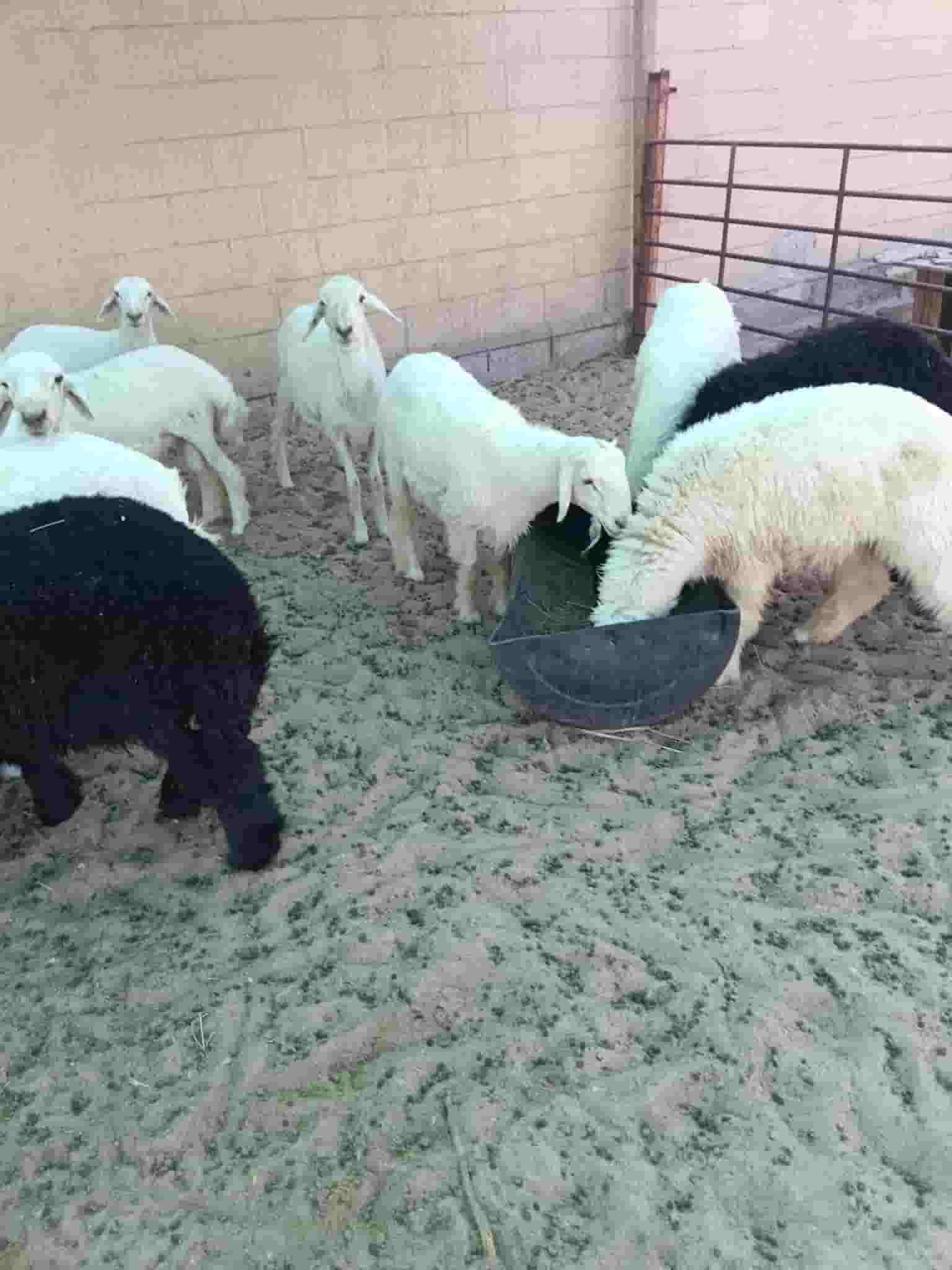 Free sheep - and Arabs Free sheep - and Arabs