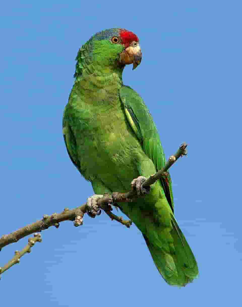 Amazon Red Lord parrot is required Amazon Red Lord parrot is required