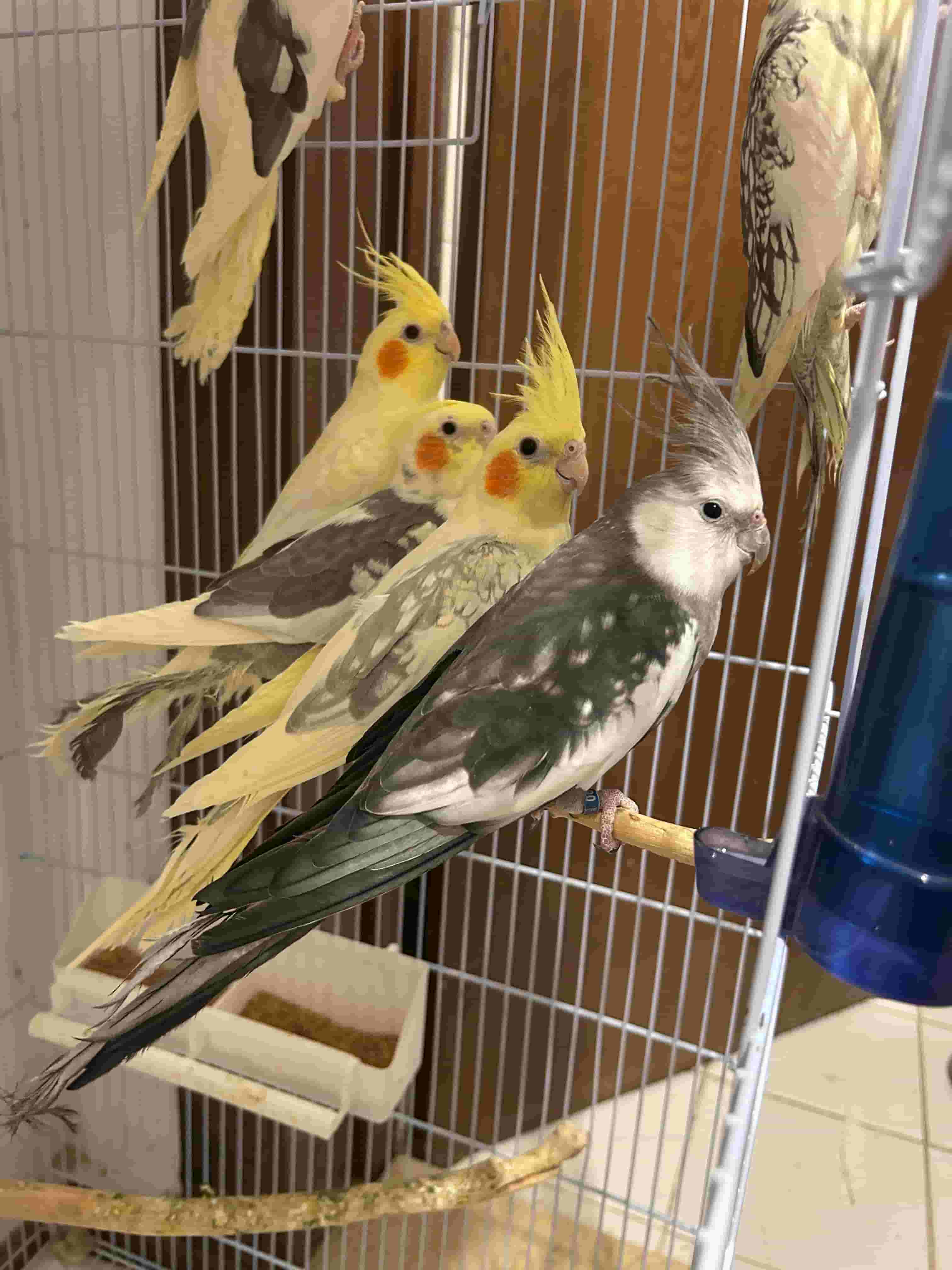 Cockatiels birds Cockatiels birds