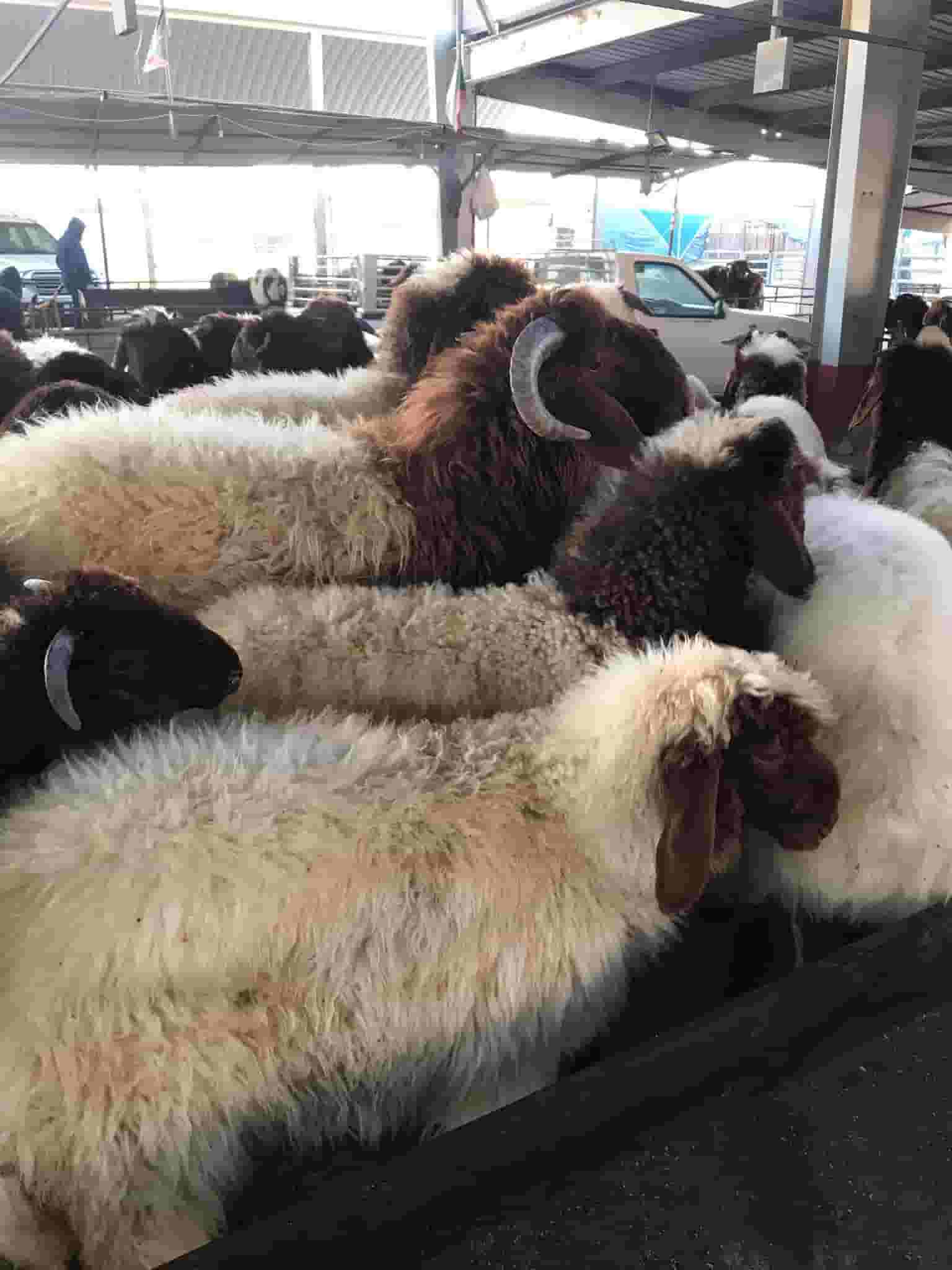 Cattle for sale with delivery in all areas of Kuwait Cattle for sale with delivery in all areas of Kuwait