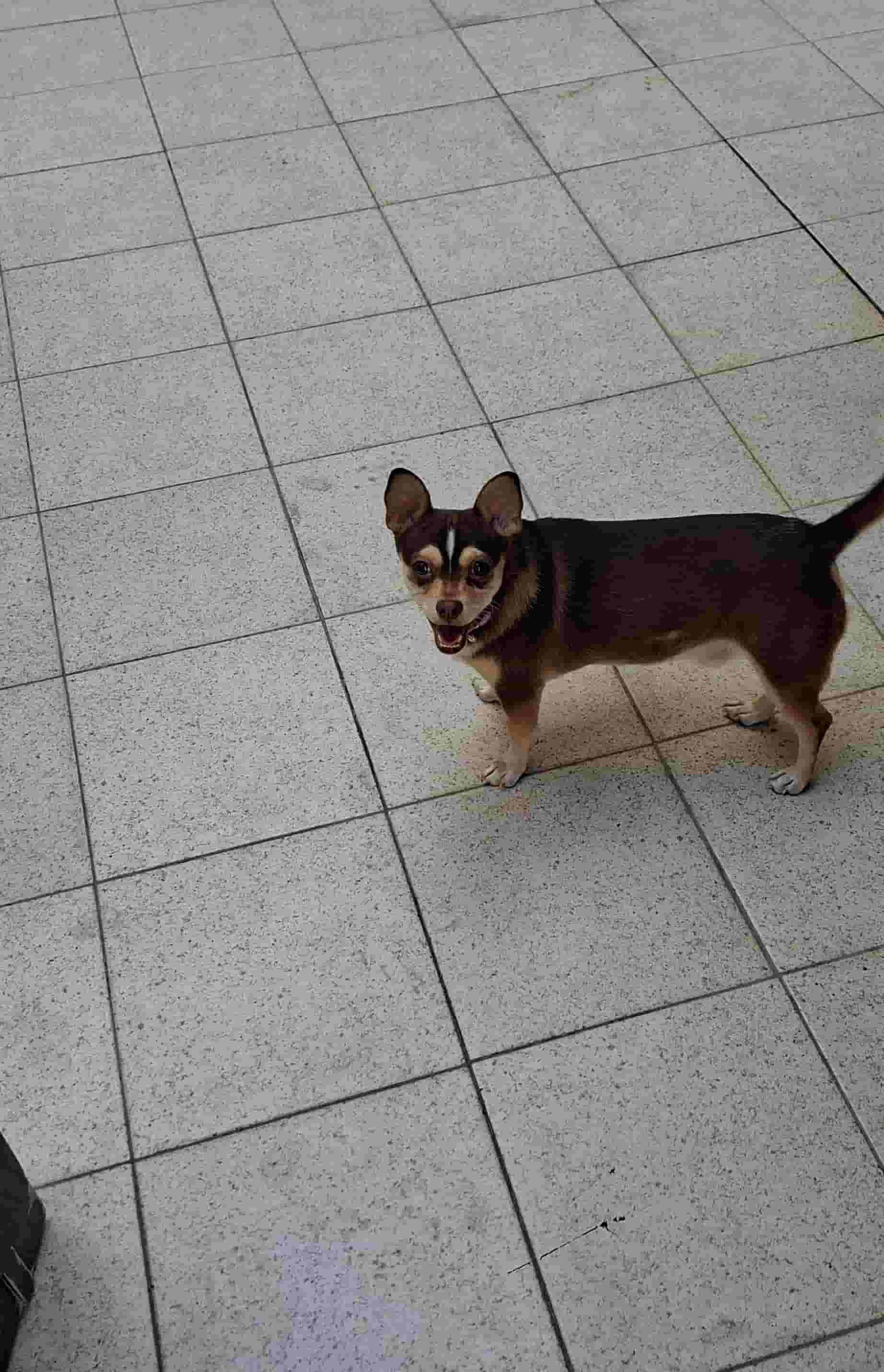 For sale Jawa 6 months For sale Jawa 6 months