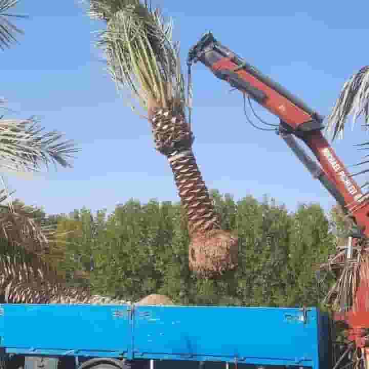 Abu Hassan for palm trees in Kuwait Abu Hassan for palm trees in Kuwait