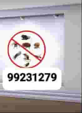 Pest control in all areas of Kuwait Pest control in all areas of Kuwait