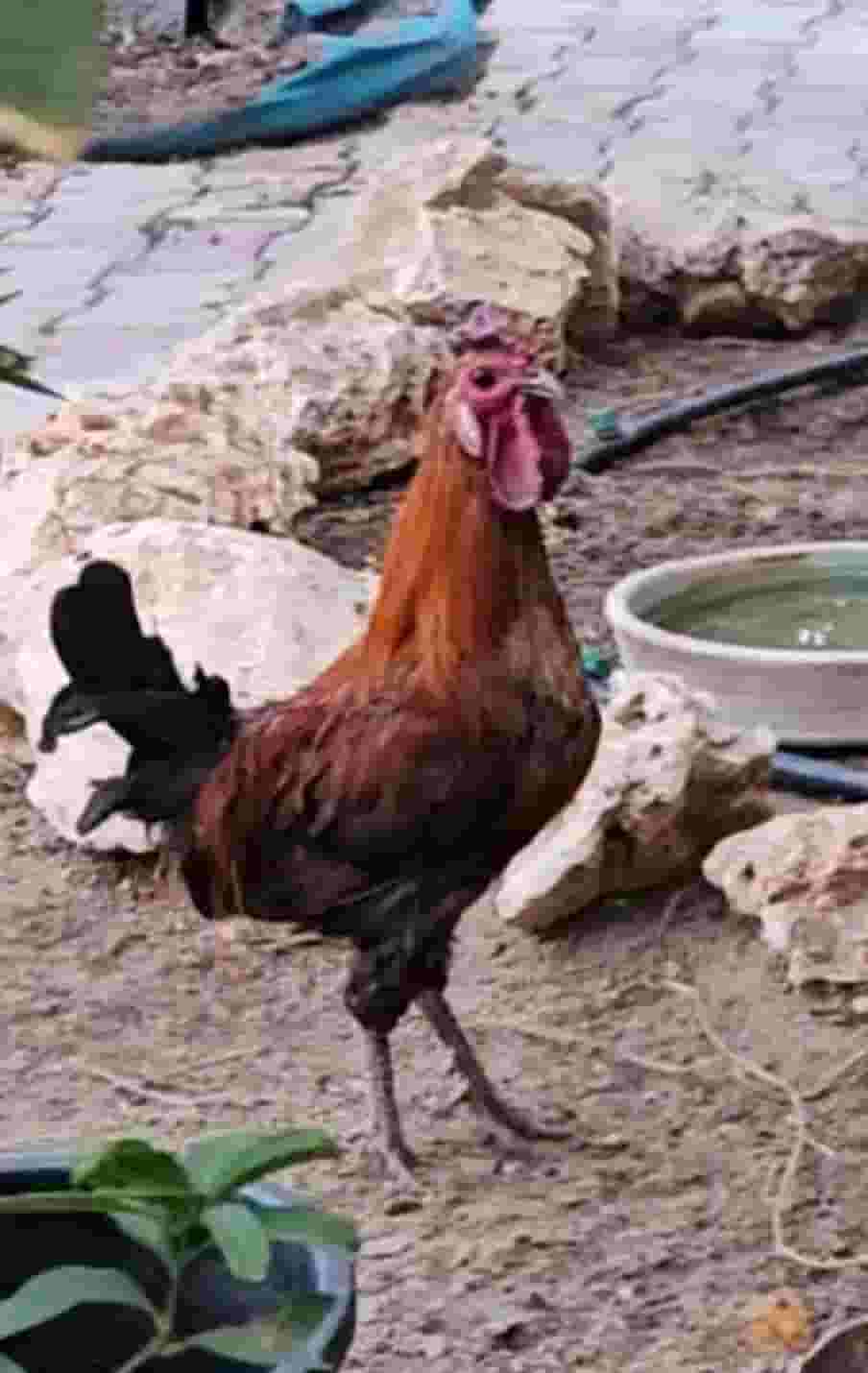 For sale 4 roosters and 2 chickens For sale 4 roosters and 2 chickens